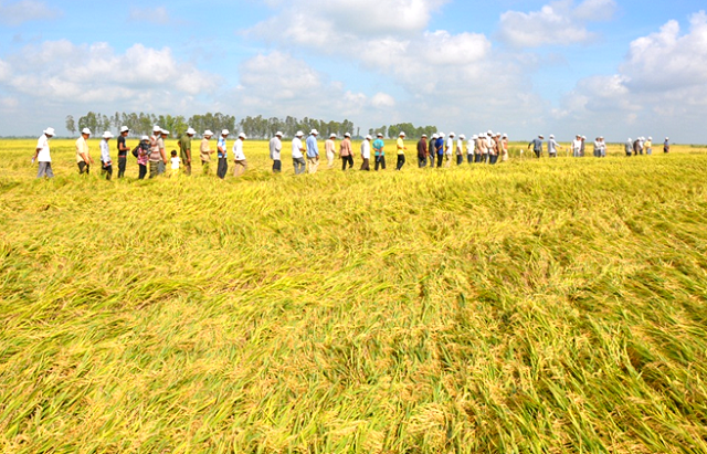 The future of Viet Nam's low-carbon rice production